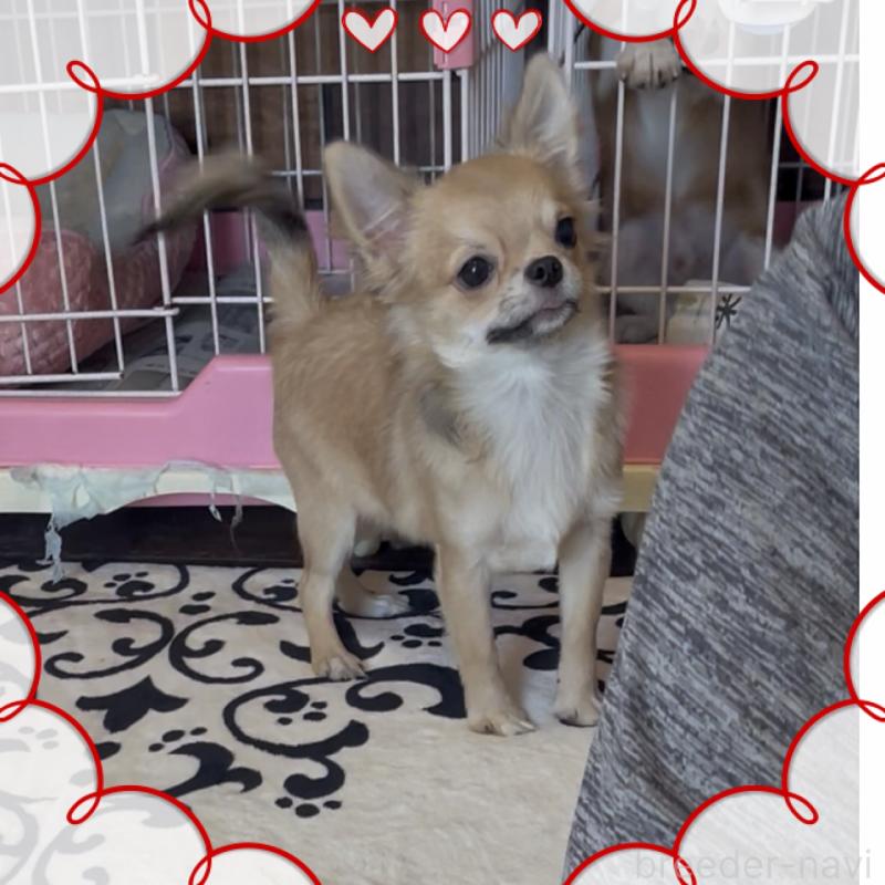 販売中の東京都のチワワ(ロングコート)-406728の2枚目