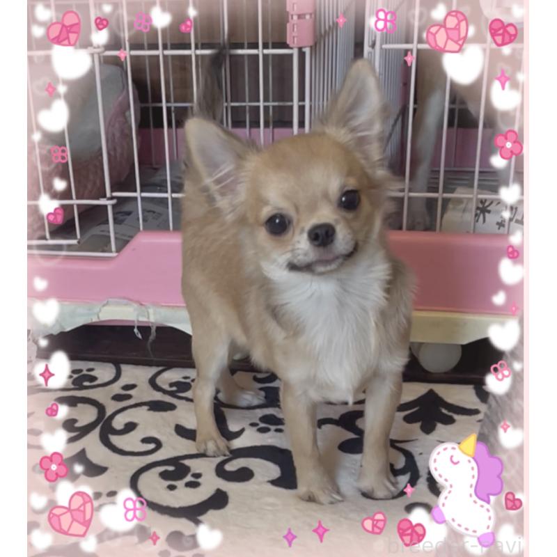 販売中の東京都のチワワ(ロングコート)-406728の1枚目