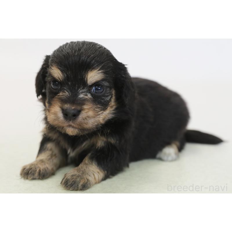 販売中の神奈川県のチワックス:チワワ×ミニチュアダックスフンド-431483の1枚目