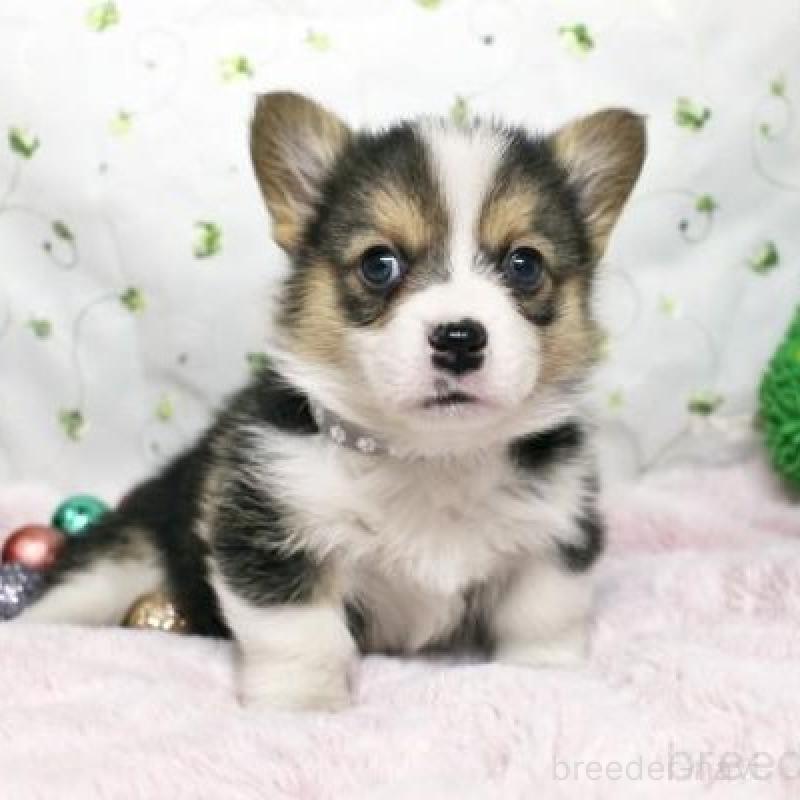 販売中の栃木県のウェルシュコーギーペンブローク-433567