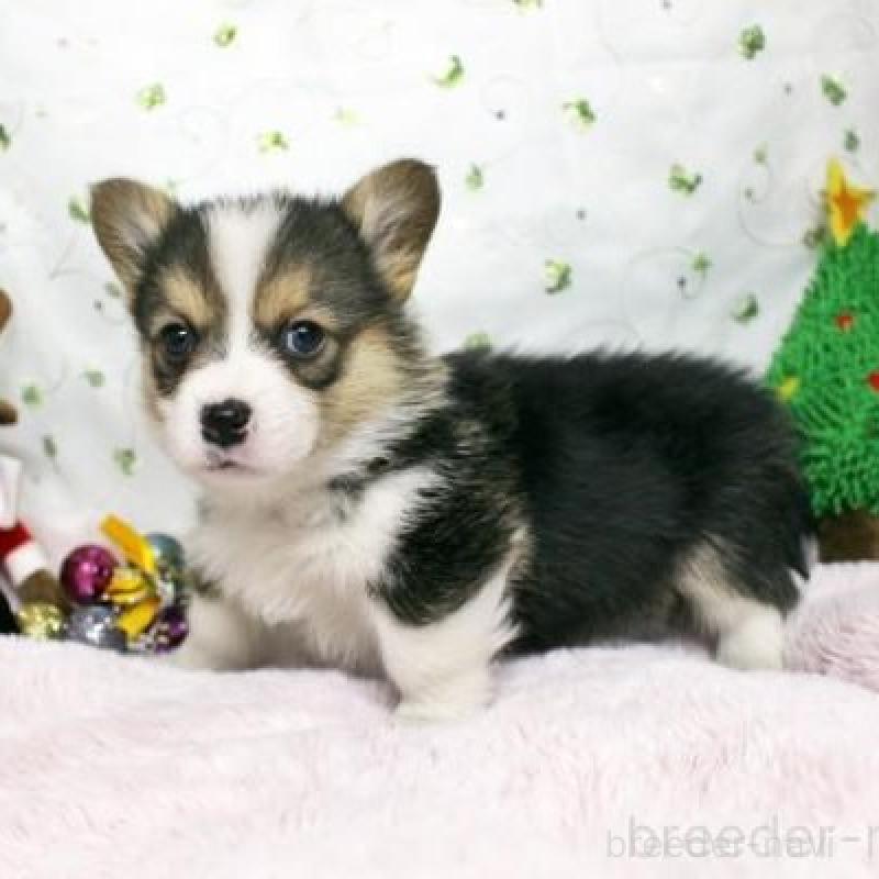 販売中の栃木県のウェルシュコーギーペンブローク-433567の5枚目