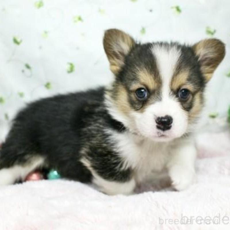 販売中の栃木県のウェルシュコーギーペンブローク-433567の4枚目