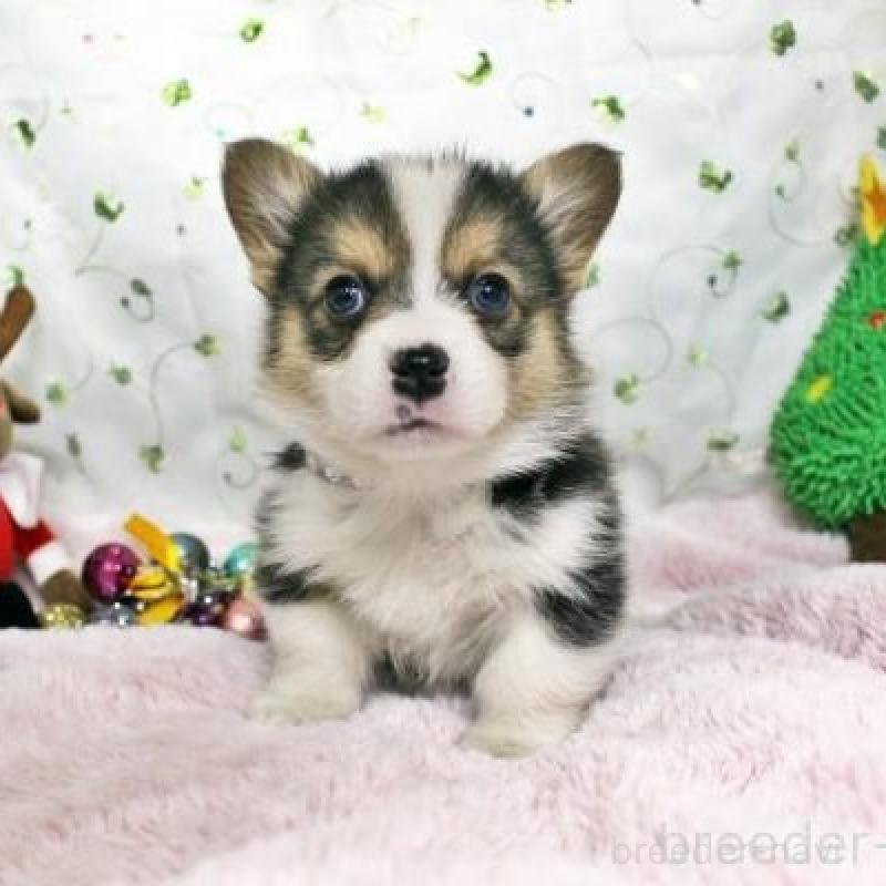 販売中の栃木県のウェルシュコーギーペンブローク-433567の3枚目