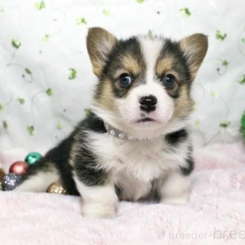 販売中の栃木県のウェルシュコーギーペンブローク-433567の2枚目