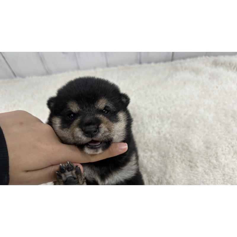 販売中の鹿児島県の豆柴-433571の7枚目