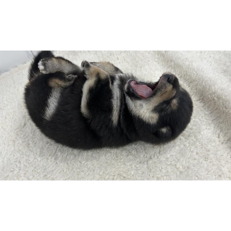 販売中の鹿児島県の豆柴-433571の6枚目