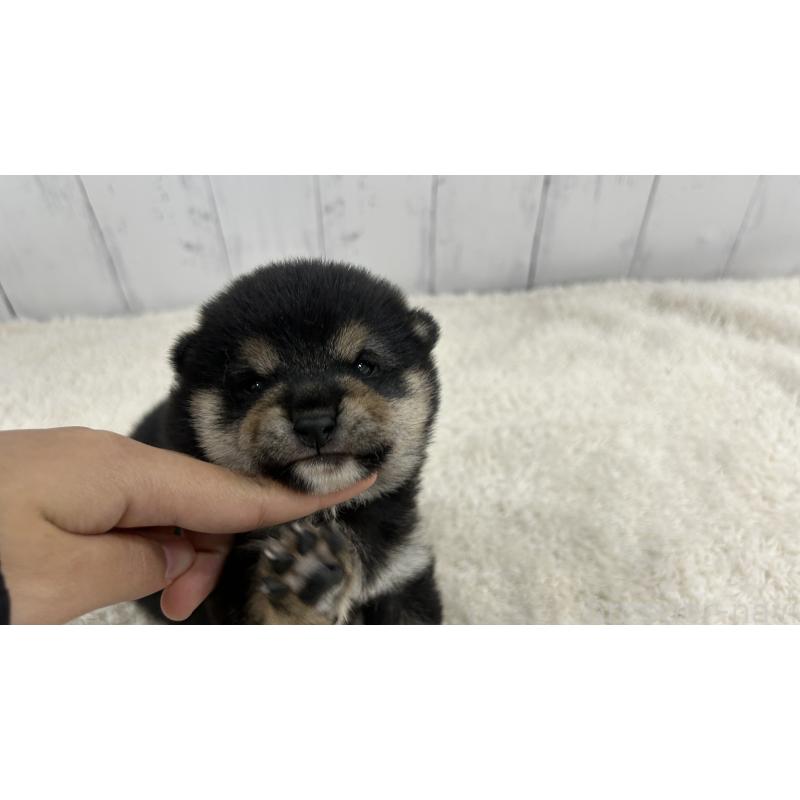 販売中の鹿児島県の豆柴-433571の5枚目