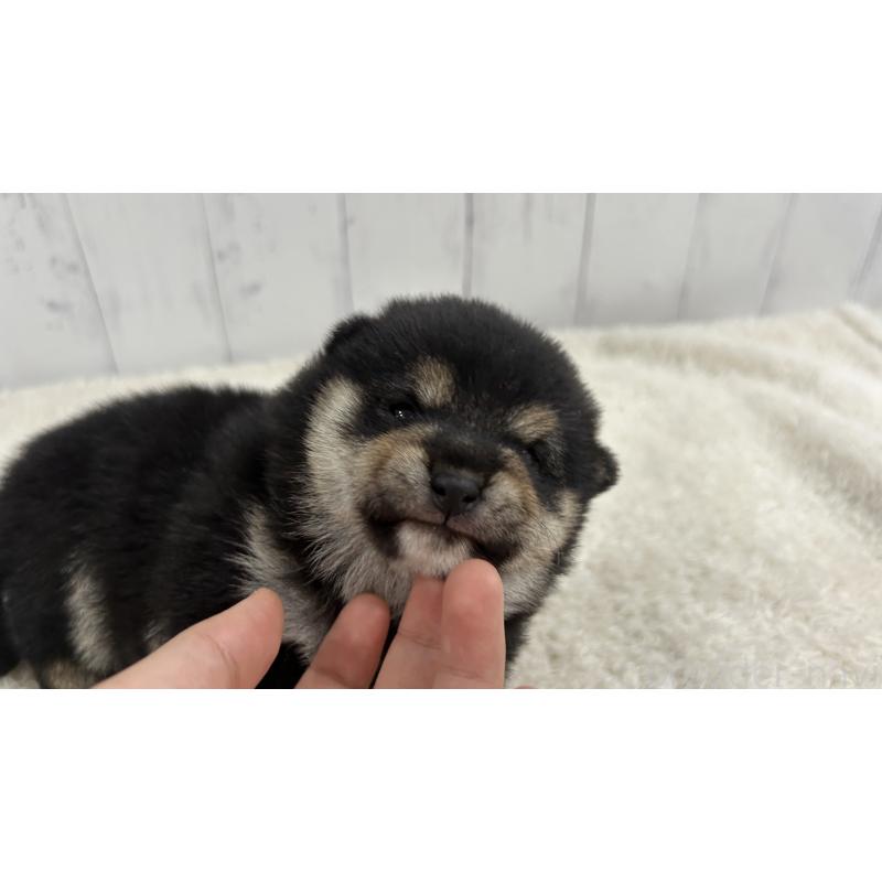 販売中の鹿児島県の豆柴-433571の4枚目