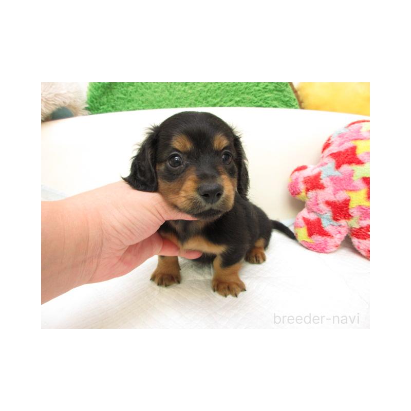 販売中の大阪府のミニチュアダックスフンド(ロングヘアード)-433569の2枚目