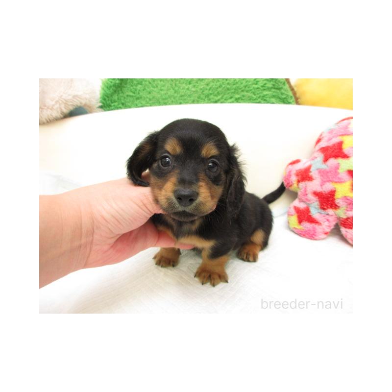 販売中の大阪府のミニチュアダックスフンド(ロングヘアード)-433569