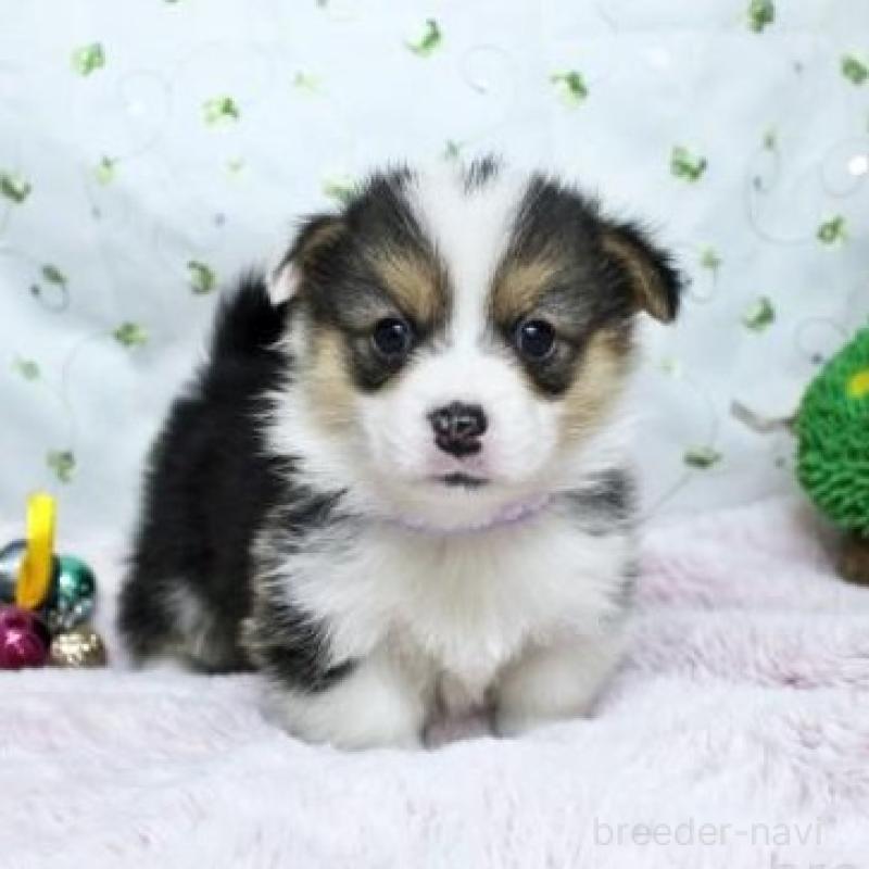 販売中の栃木県のウェルシュコーギーペンブローク-433572の5枚目