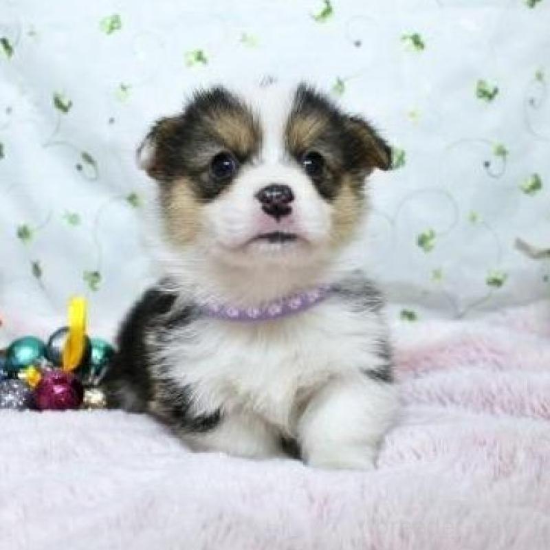 販売中の栃木県のウェルシュコーギーペンブローク-433572の4枚目