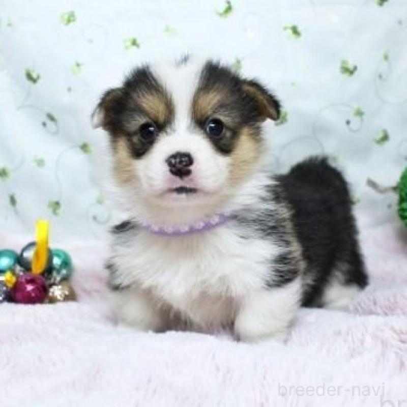 販売中の栃木県のウェルシュコーギーペンブローク-433572