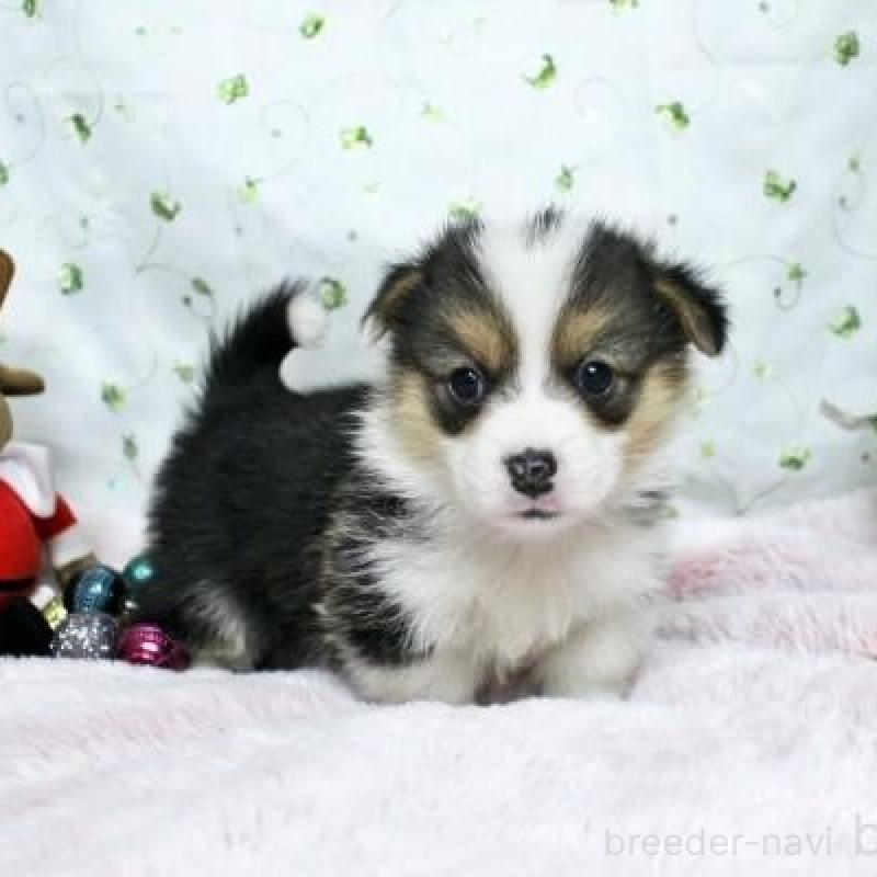 販売中の栃木県のウェルシュコーギーペンブローク-433572の3枚目