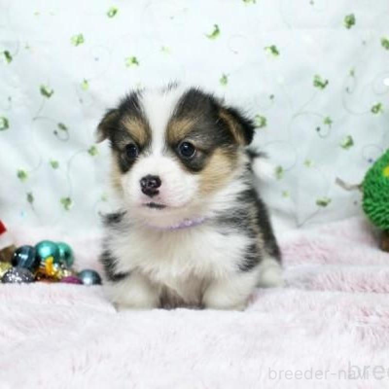 販売中の栃木県のウェルシュコーギーペンブローク-433572の2枚目