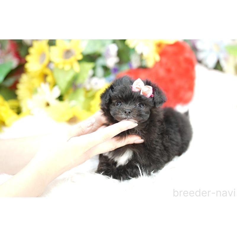 販売中の埼玉県のチワプー:チワワ×トイプードル-433574の3枚目