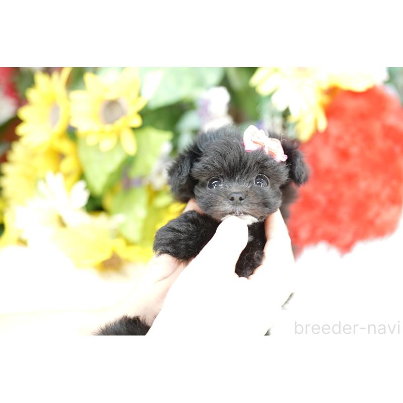 販売中の埼玉県のチワプー:チワワ×トイプードル-433574の2枚目