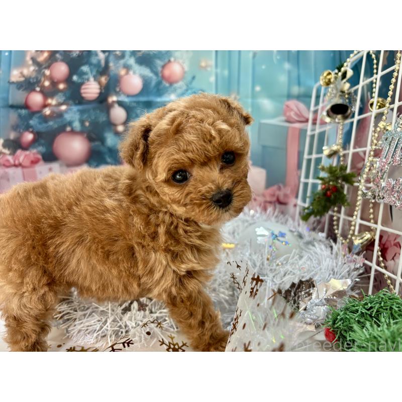 販売中の栃木県のティーカッププードル-431966