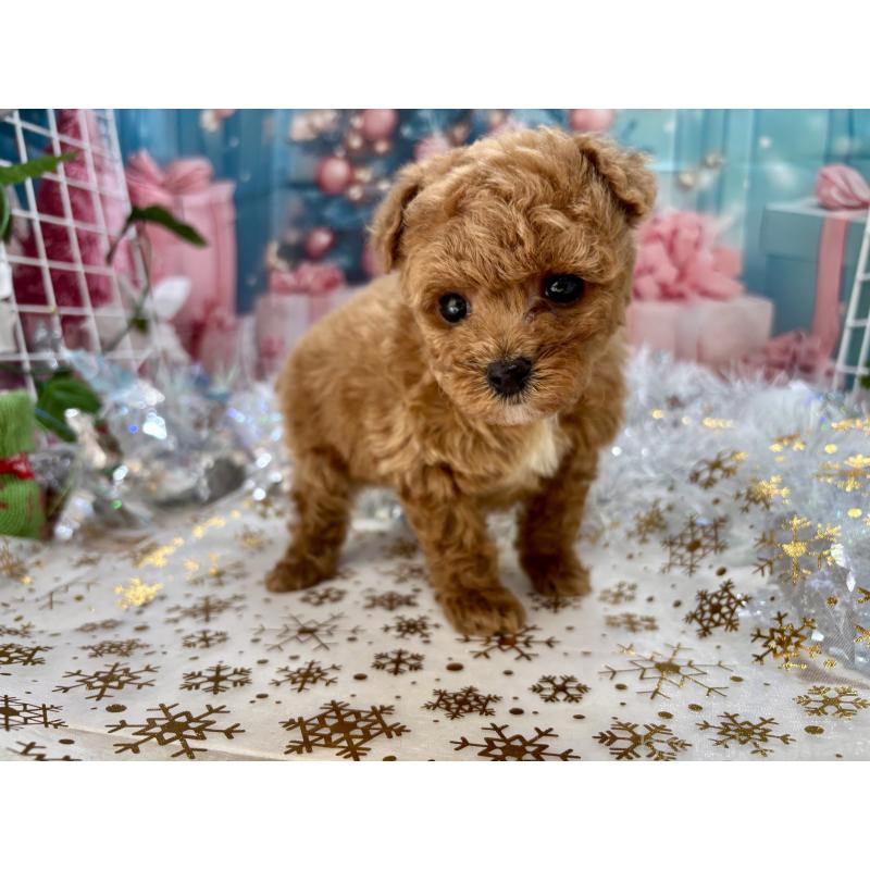 販売中の栃木県のティーカッププードル-431966の7枚目