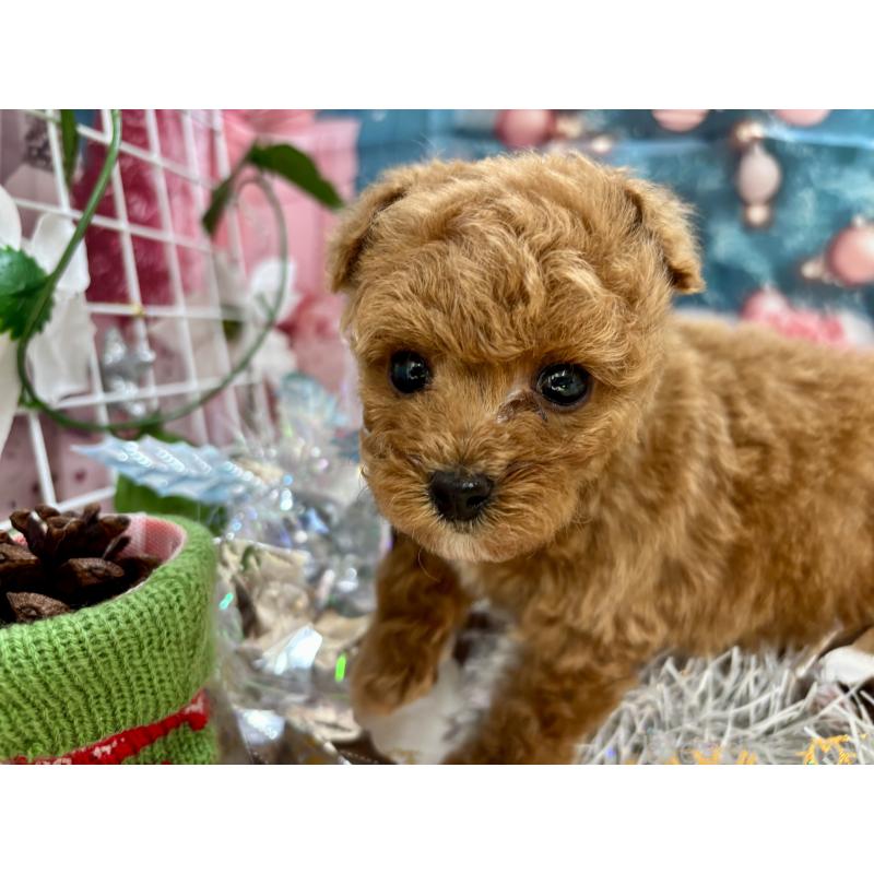 販売中の栃木県のティーカッププードル-431966の6枚目