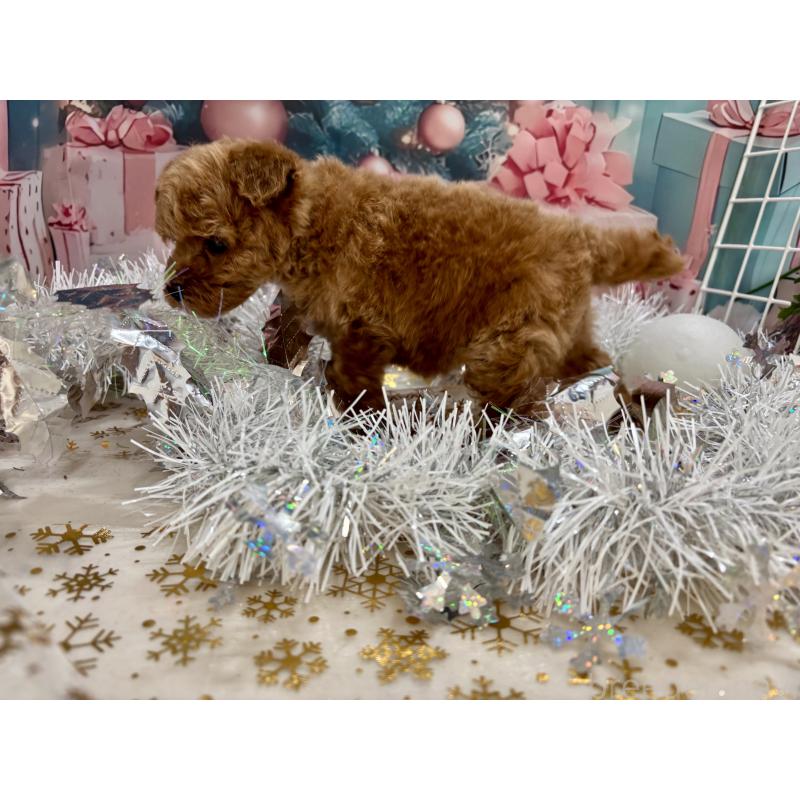 販売中の栃木県のティーカッププードル-431966の5枚目