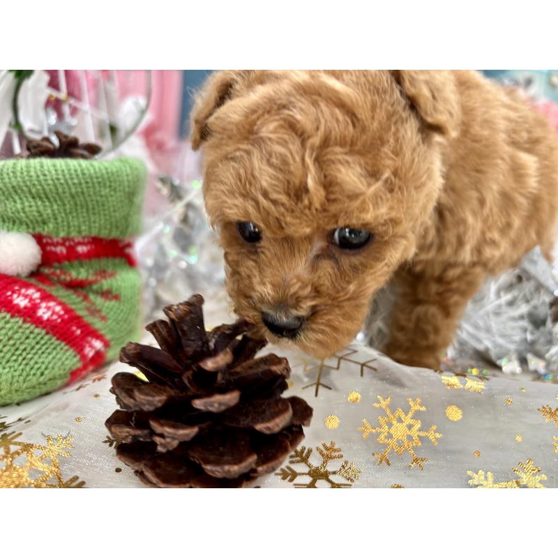 販売中の栃木県のティーカッププードル-431966の4枚目