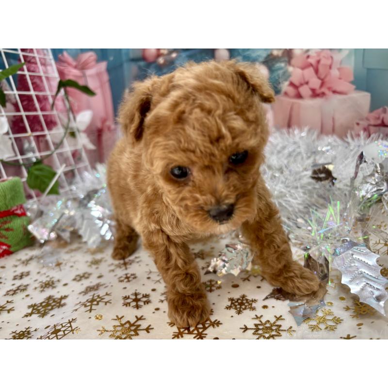 販売中の栃木県のティーカッププードル-431966の3枚目