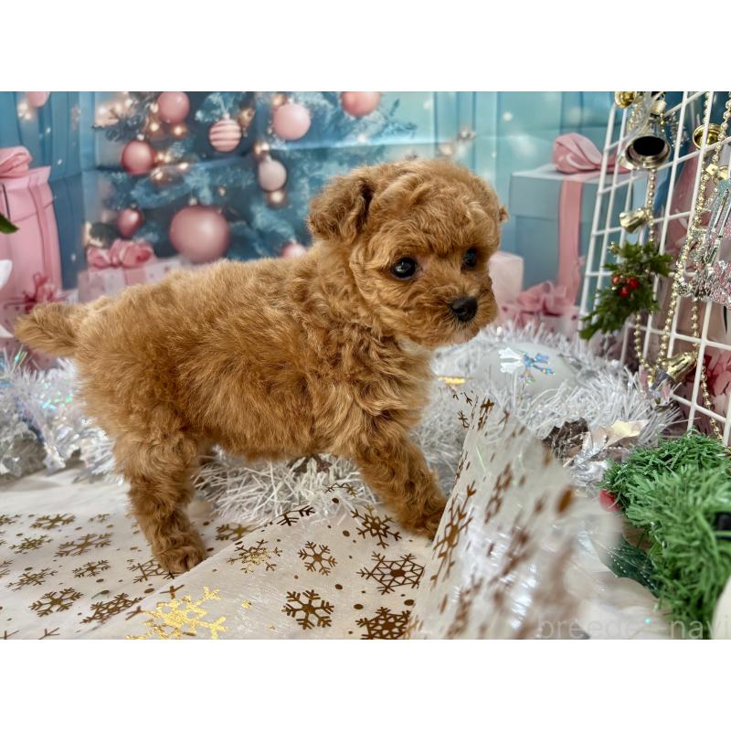 販売中の栃木県のティーカッププードル-431966の2枚目