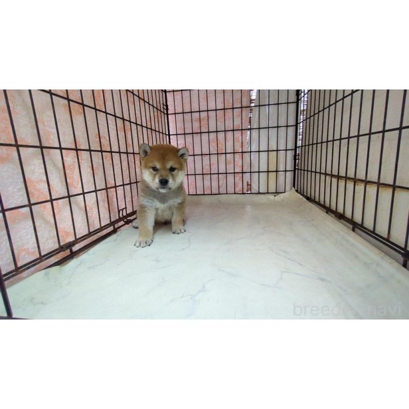 販売中の茨城県の柴犬-423529