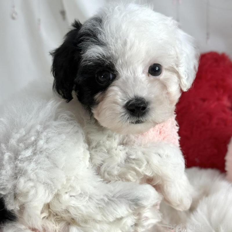 販売中の大阪府のティーカッププードル-433577