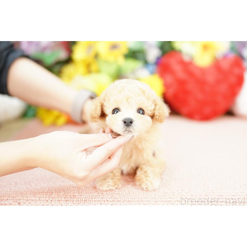 販売中の埼玉県のビションプー:ビションフリーゼ×トイプードル-433576の4枚目