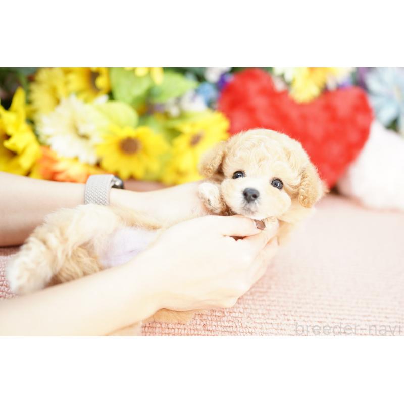 販売中の埼玉県のビションプー:ビションフリーゼ×トイプードル-433576の3枚目