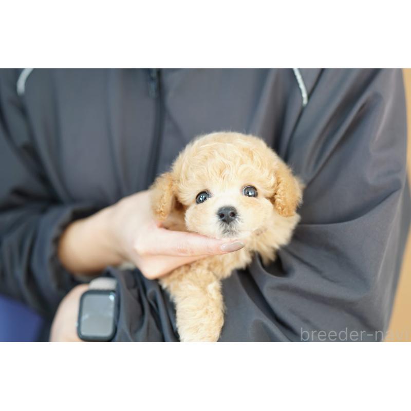 販売中の埼玉県のビションプー:ビションフリーゼ×トイプードル-433576の2枚目