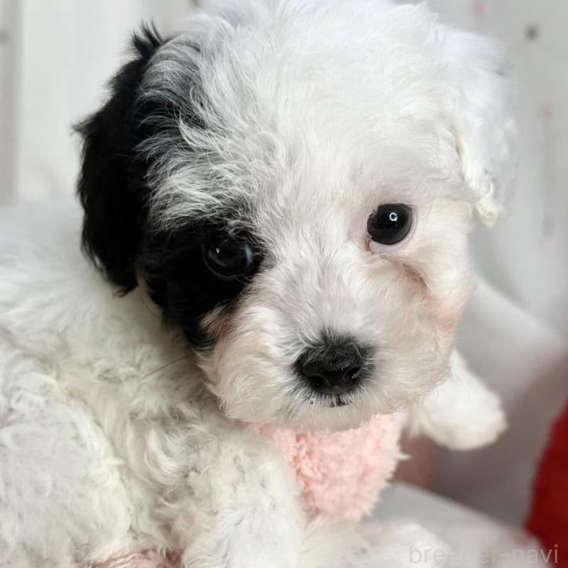 販売中の大阪府のティーカッププードル-433577の7枚目