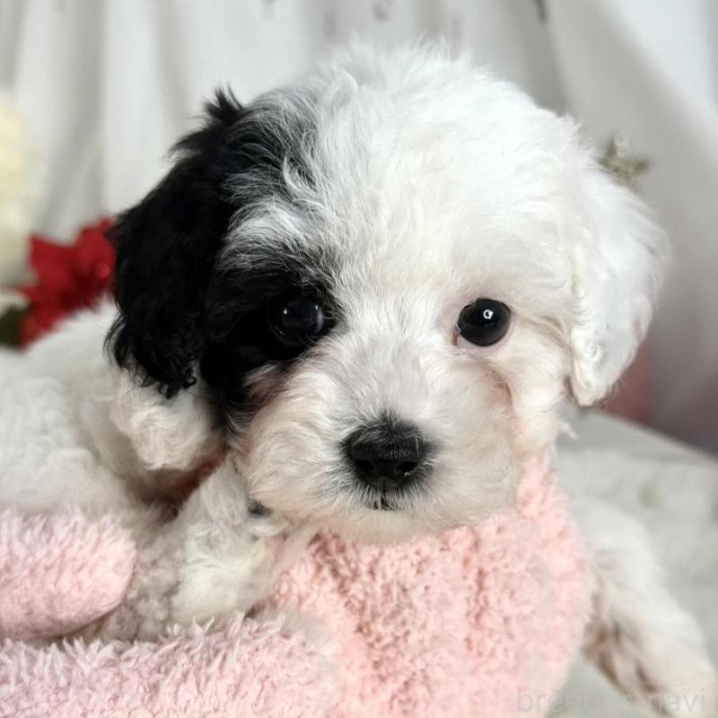 販売中の大阪府のティーカッププードル-433577の6枚目