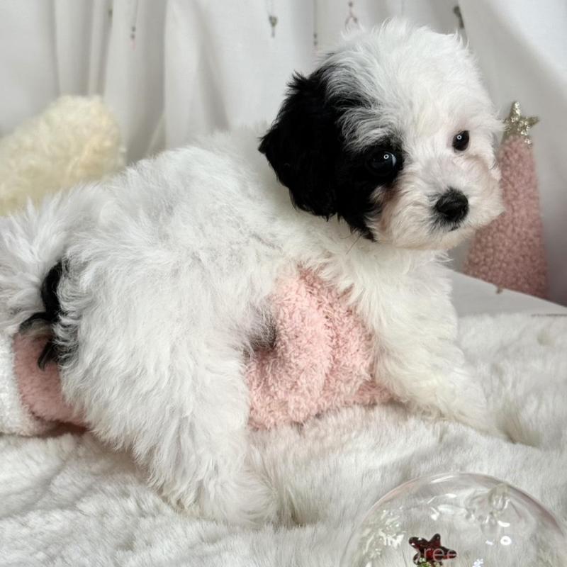 販売中の大阪府のティーカッププードル-433577の5枚目