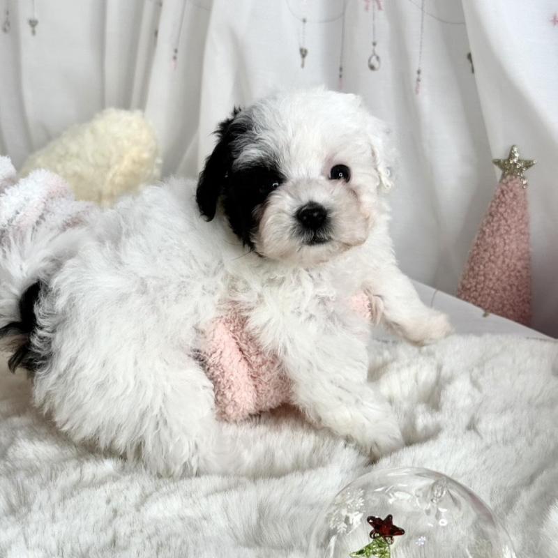 販売中の大阪府のティーカッププードル-433577の4枚目