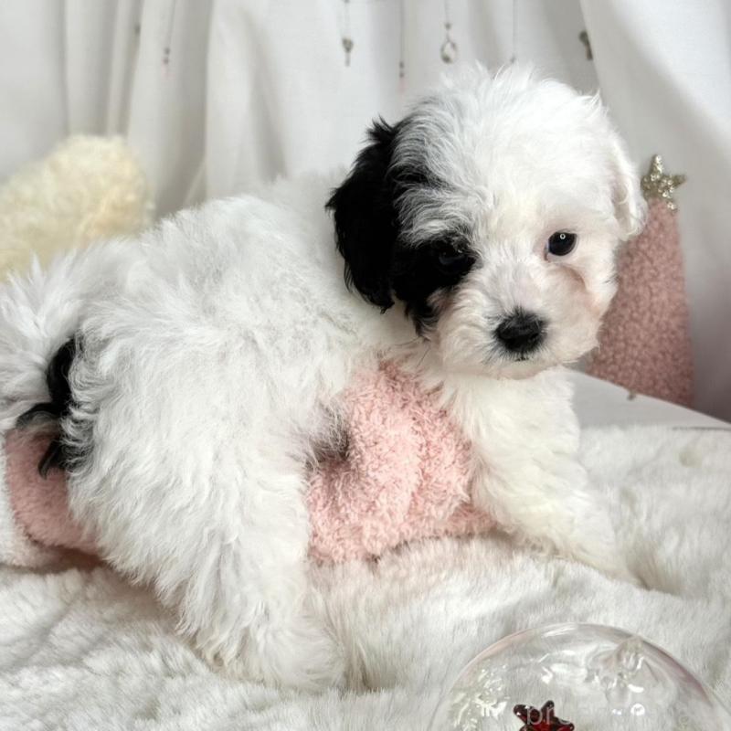 販売中の大阪府のティーカッププードル-433577の3枚目