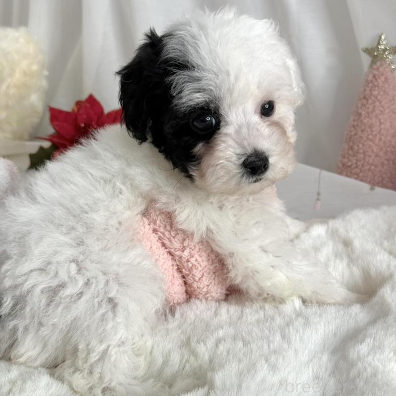 販売中の大阪府のティーカッププードル-433577の2枚目