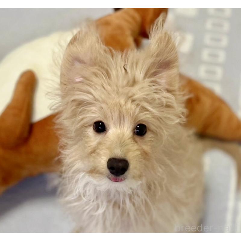 販売中ののポメプー:ポメラニアン×トイプードル-406552