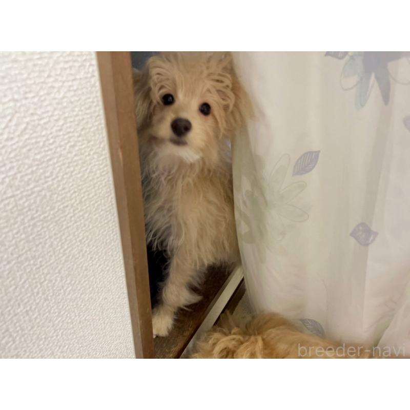 販売中の福岡県のポメプー:ポメラニアン×トイプードル-406552の6枚目