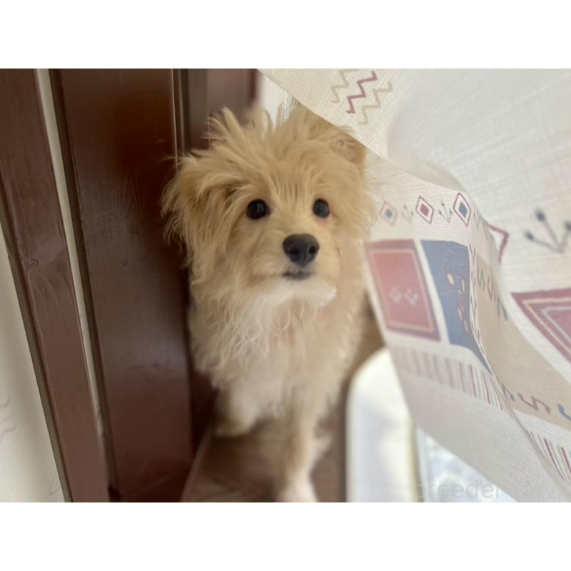 販売中の福岡県のポメプー:ポメラニアン×トイプードル-406552の5枚目