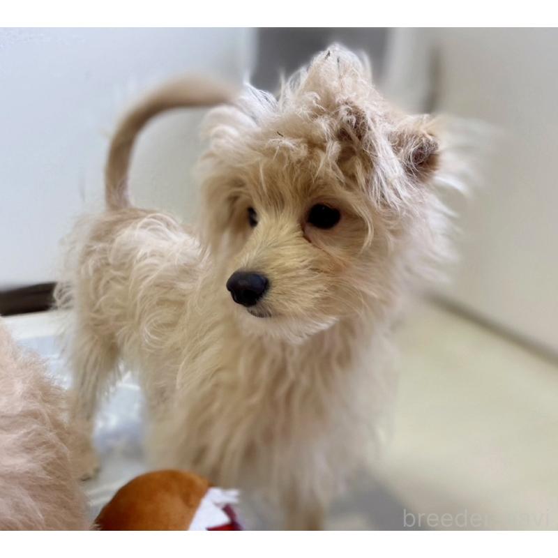 販売中の福岡県のポメプー:ポメラニアン×トイプードル-406552の4枚目