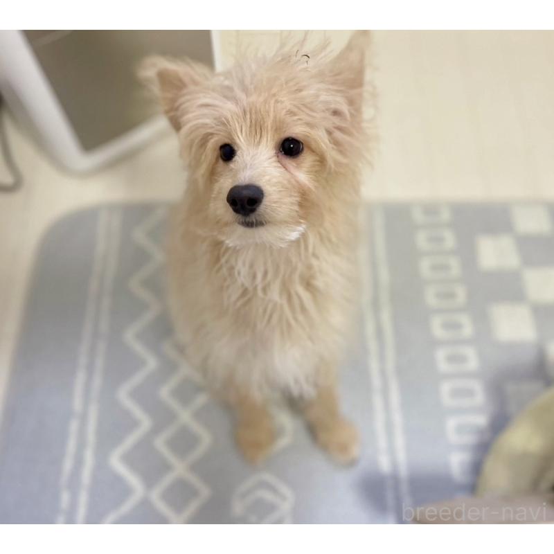 販売中の福岡県のポメプー:ポメラニアン×トイプードル-406552の3枚目