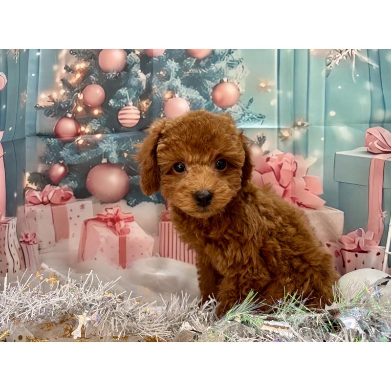 販売中の栃木県のトイプードル-423584