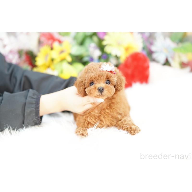販売中の埼玉県のトイプードル-433580の4枚目