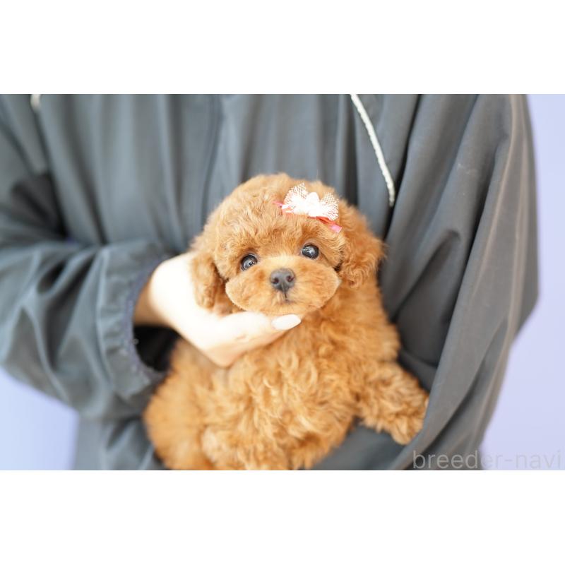 販売中の埼玉県のトイプードル-433580の3枚目