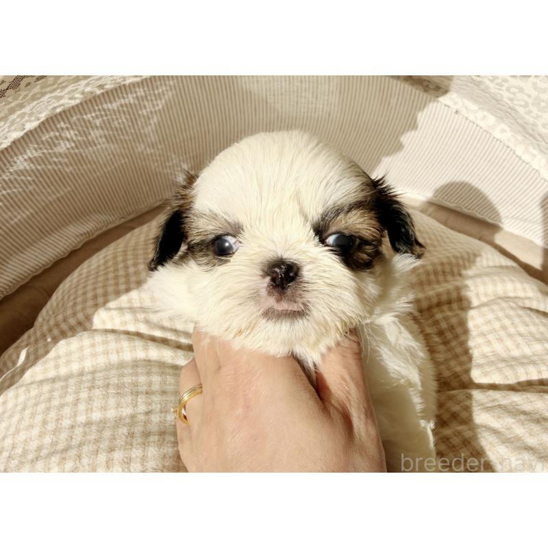 販売中の東京都のシーズー-433581の4枚目