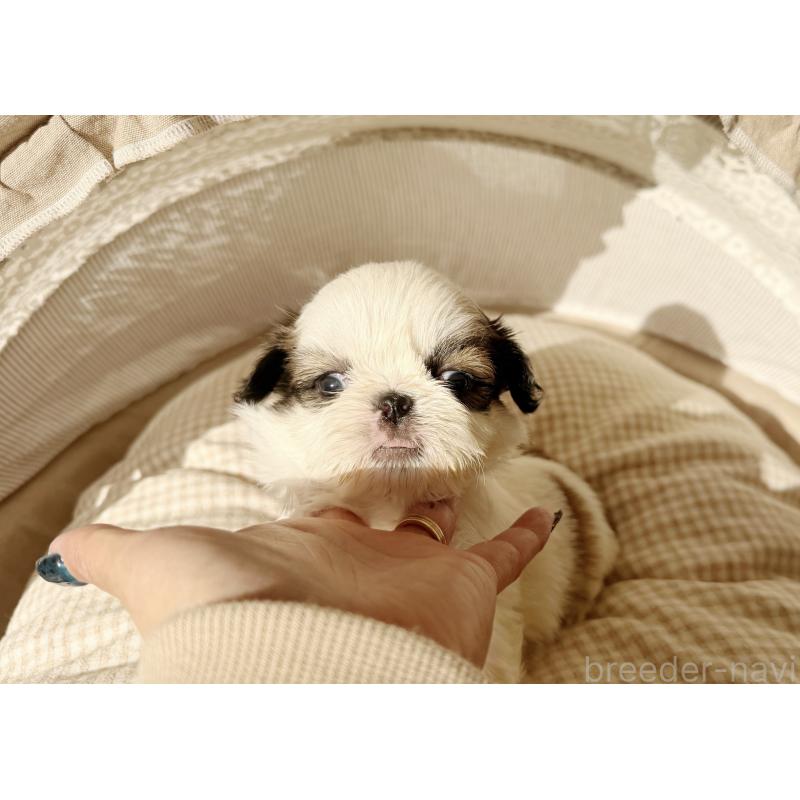 販売中の東京都のシーズー-433581の3枚目