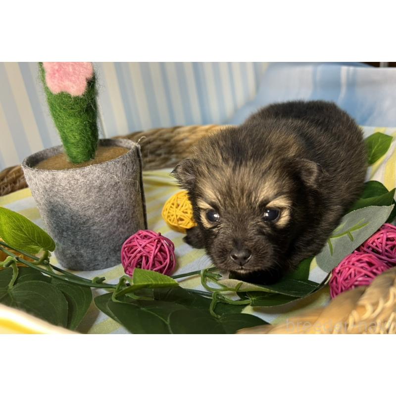 販売中の神奈川県のポメラニアン-433587